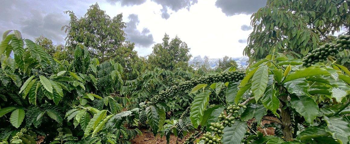 Coffee & Pepper Plantations
